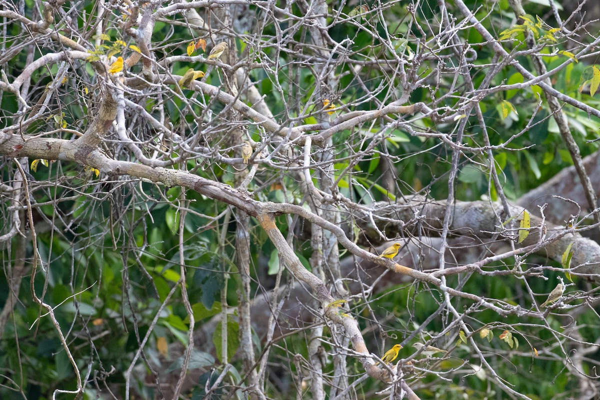Orange-fronted Yellow-Finch - ML642243169