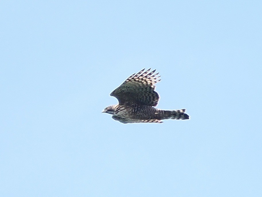 Mountain Hawk-Eagle - ML642243179