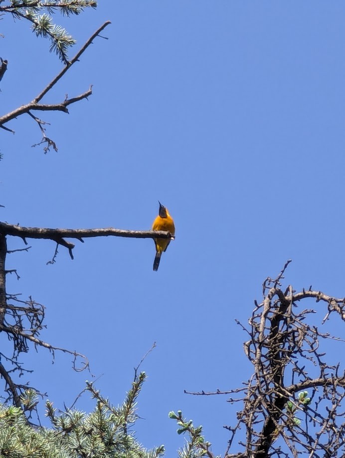 Hooded Oriole - ML642243180