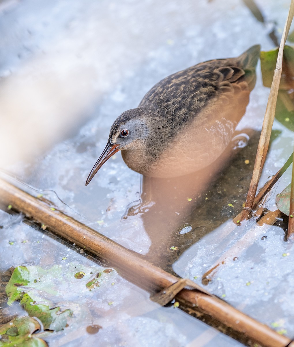 Virginia Rail - ML642243190