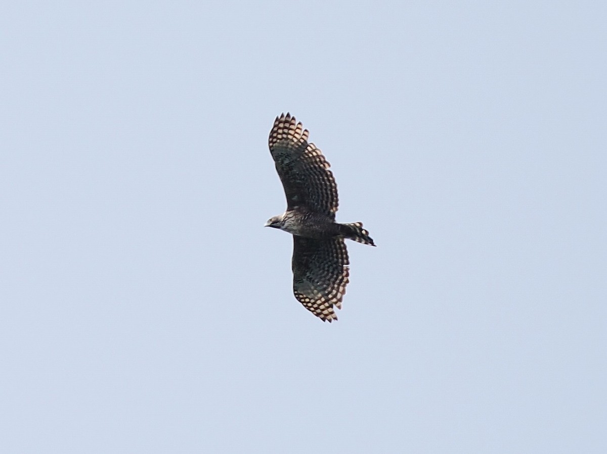 Mountain Hawk-Eagle - ML642243202