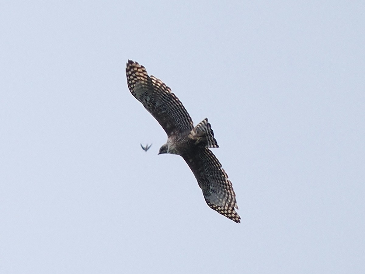 Mountain Hawk-Eagle - ML642243220
