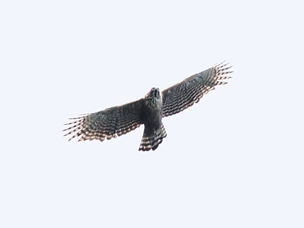 Mountain Hawk-Eagle - ML642243229
