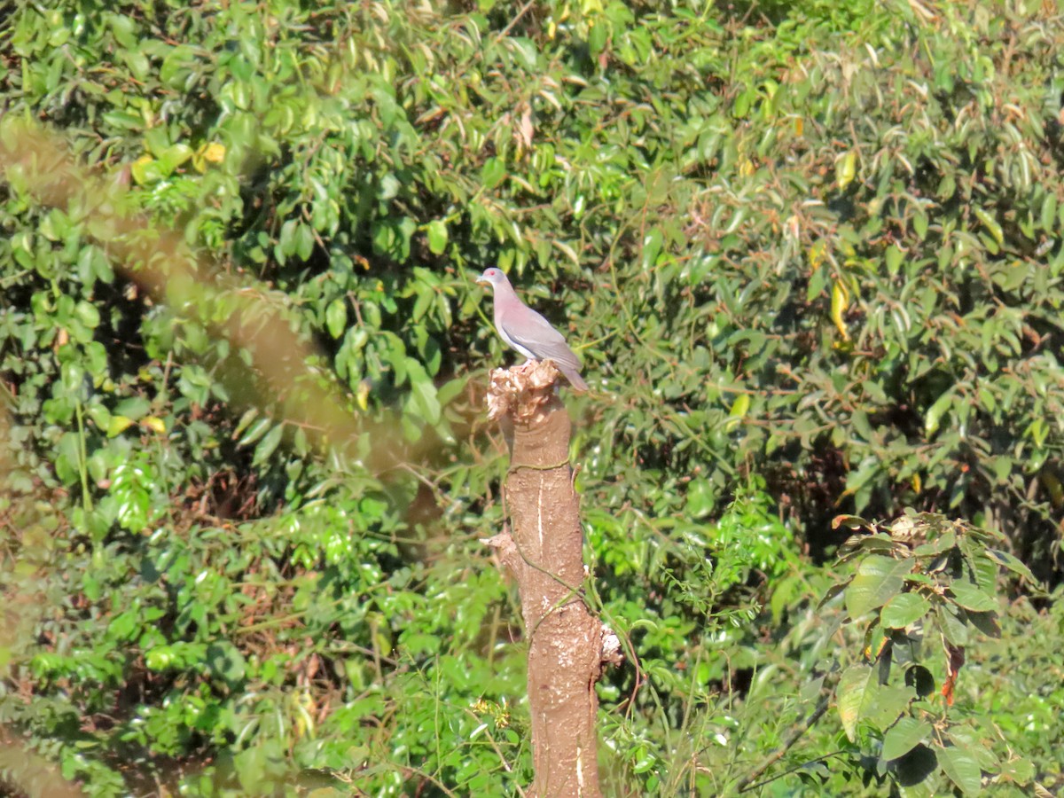 Pale-vented Pigeon - ML642243262