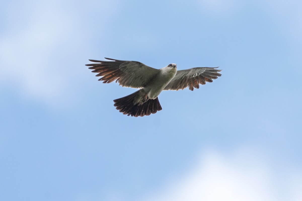 Mississippi Kite - ML642243267