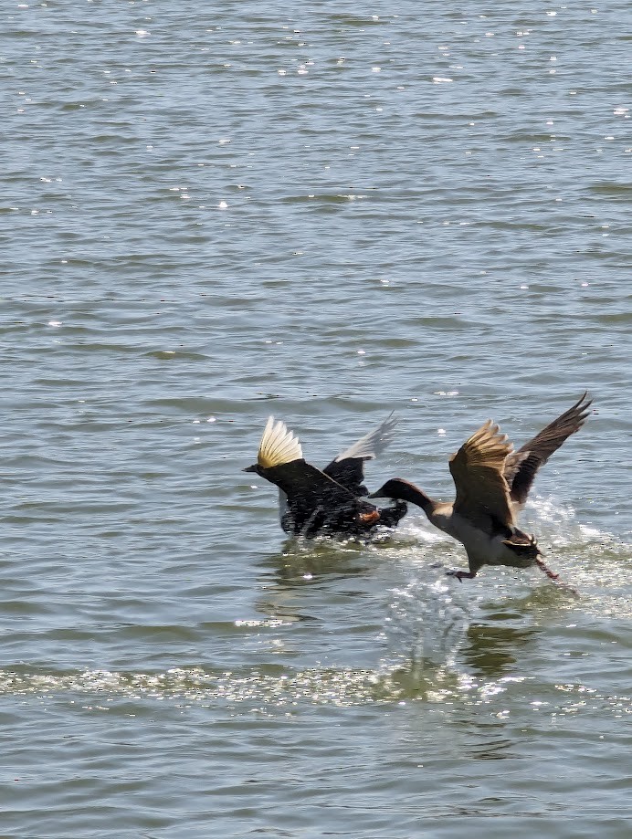 Зэрлэг нугас - ML642243289