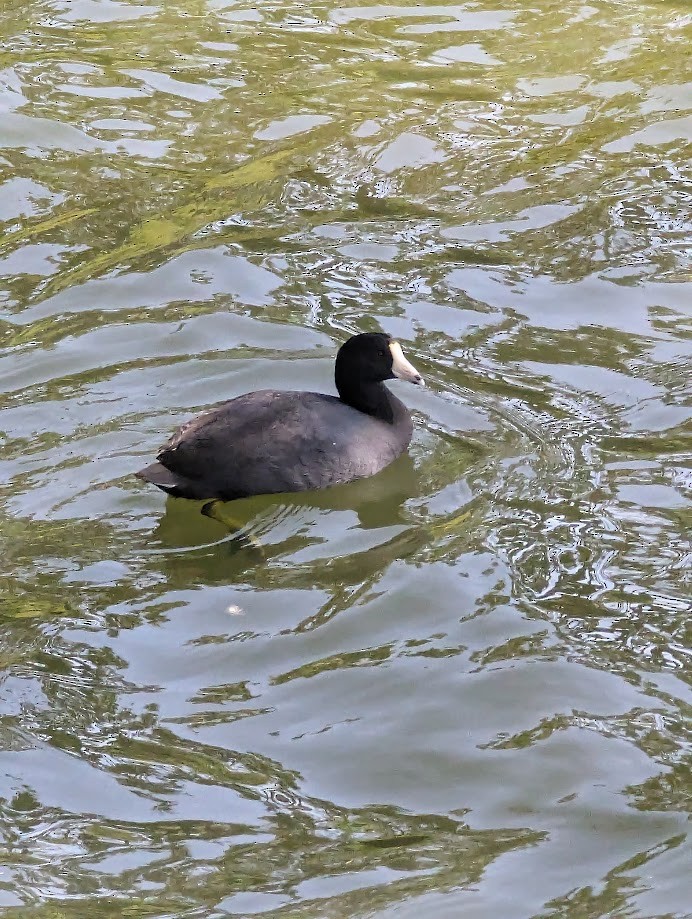 American Coot - ML642243301