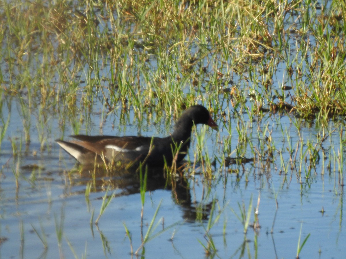 Gallinule poule-d'eau - ML642243308