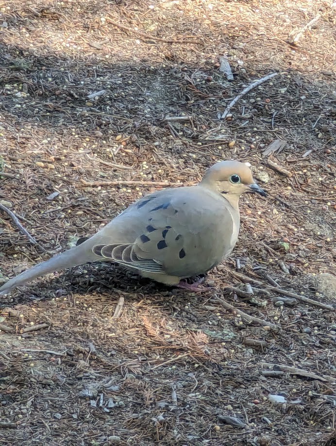 Mourning Dove - ML642243321