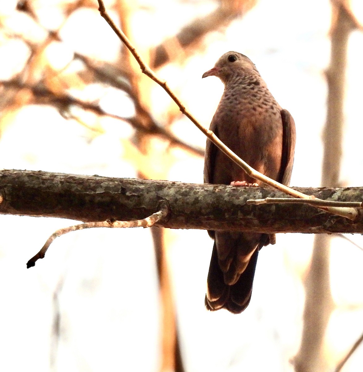 Common Ground Dove - ML642243341