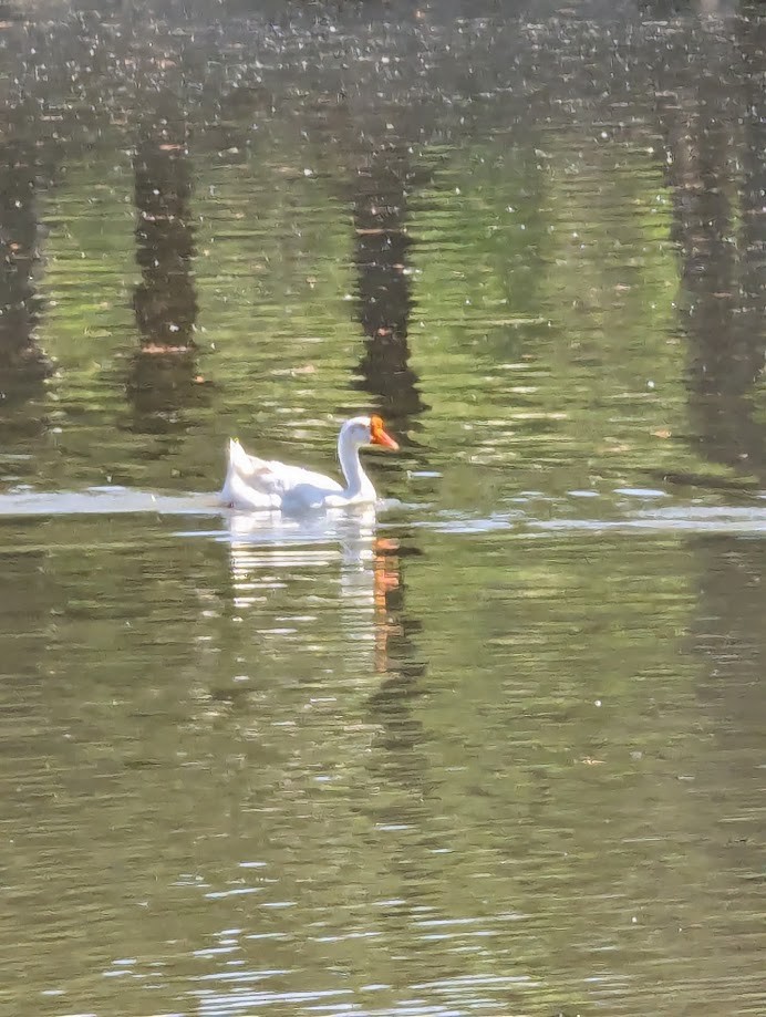 галуу (тэжээмэл) - ML642243360