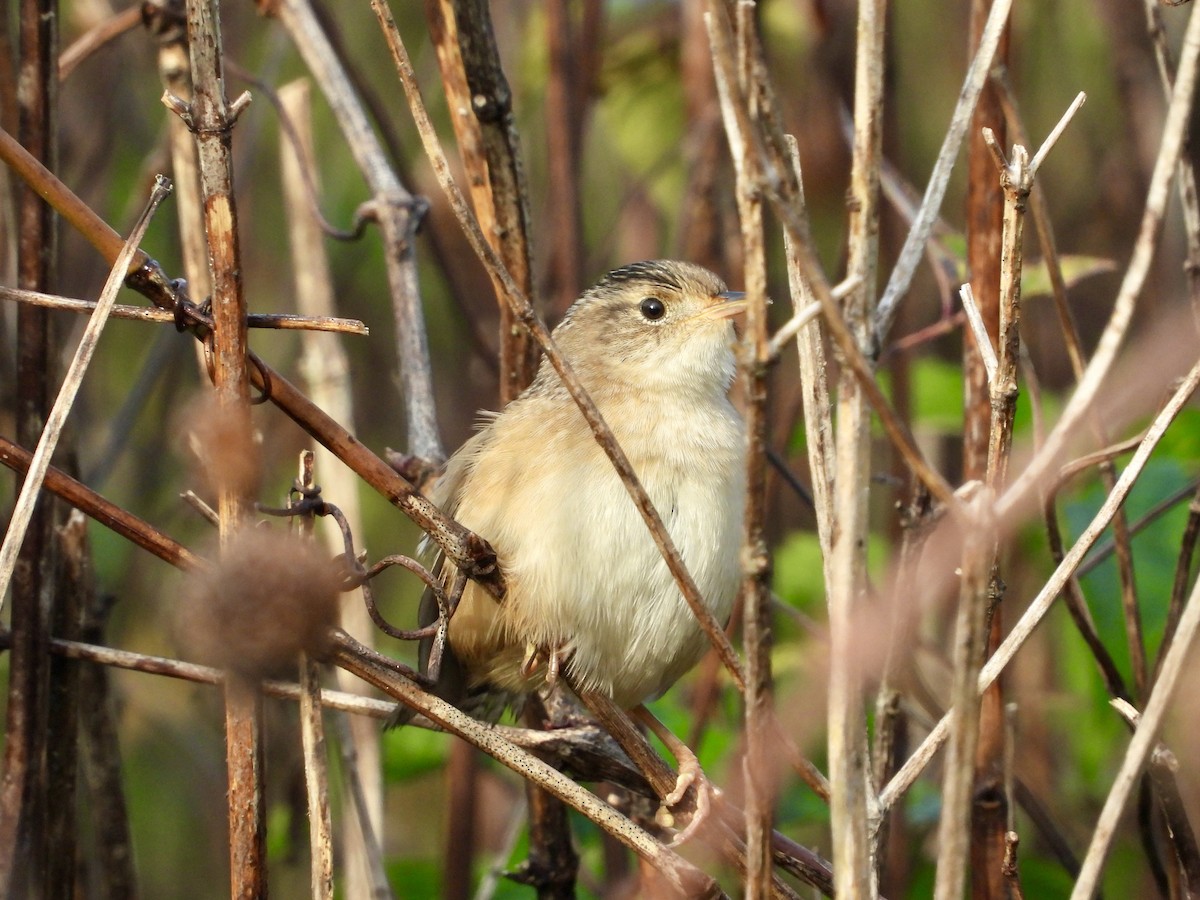 Sedge Wren - Kurt Emmert  🦆