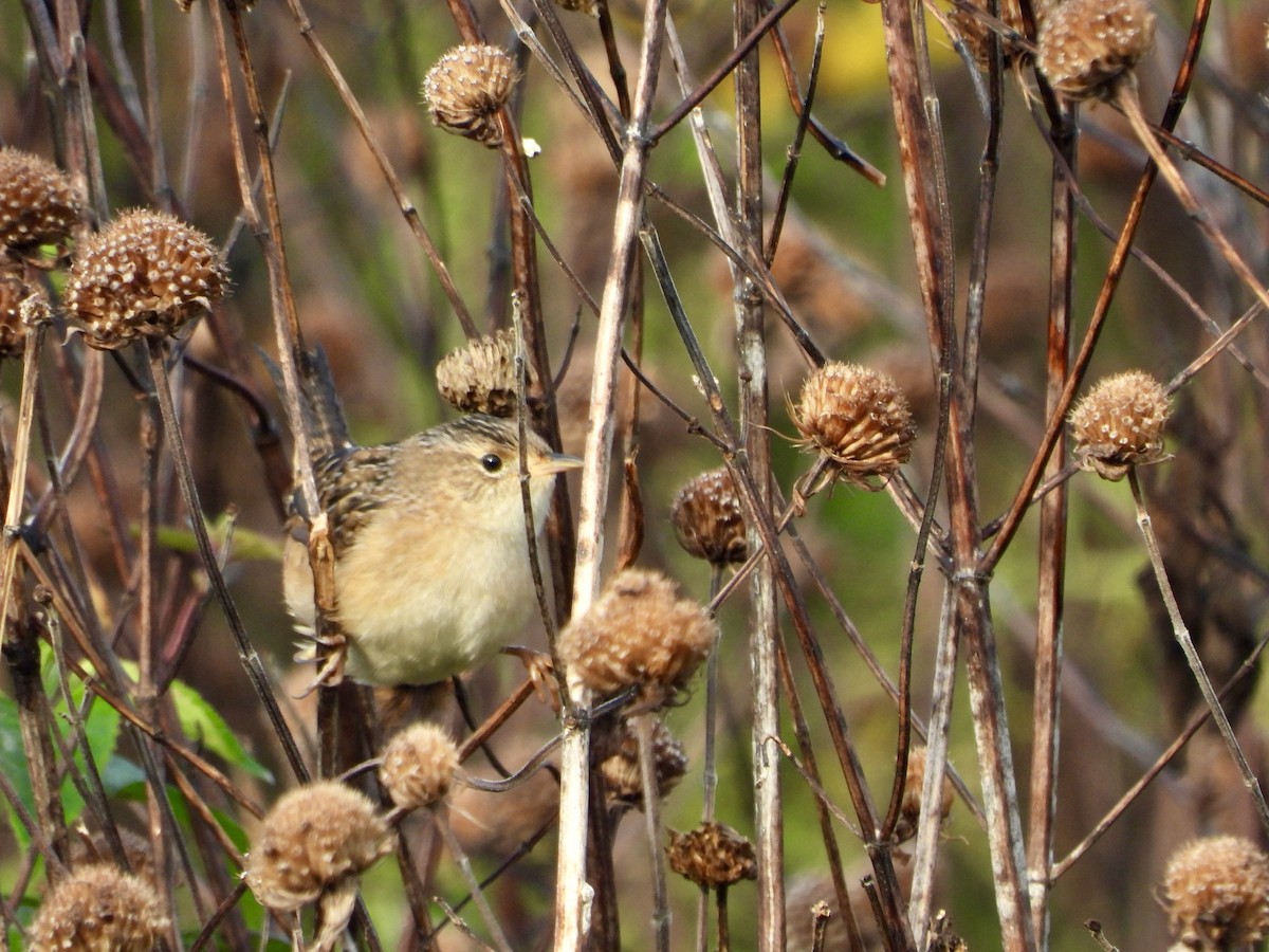 Sedge Wren - Kurt Emmert  🦆