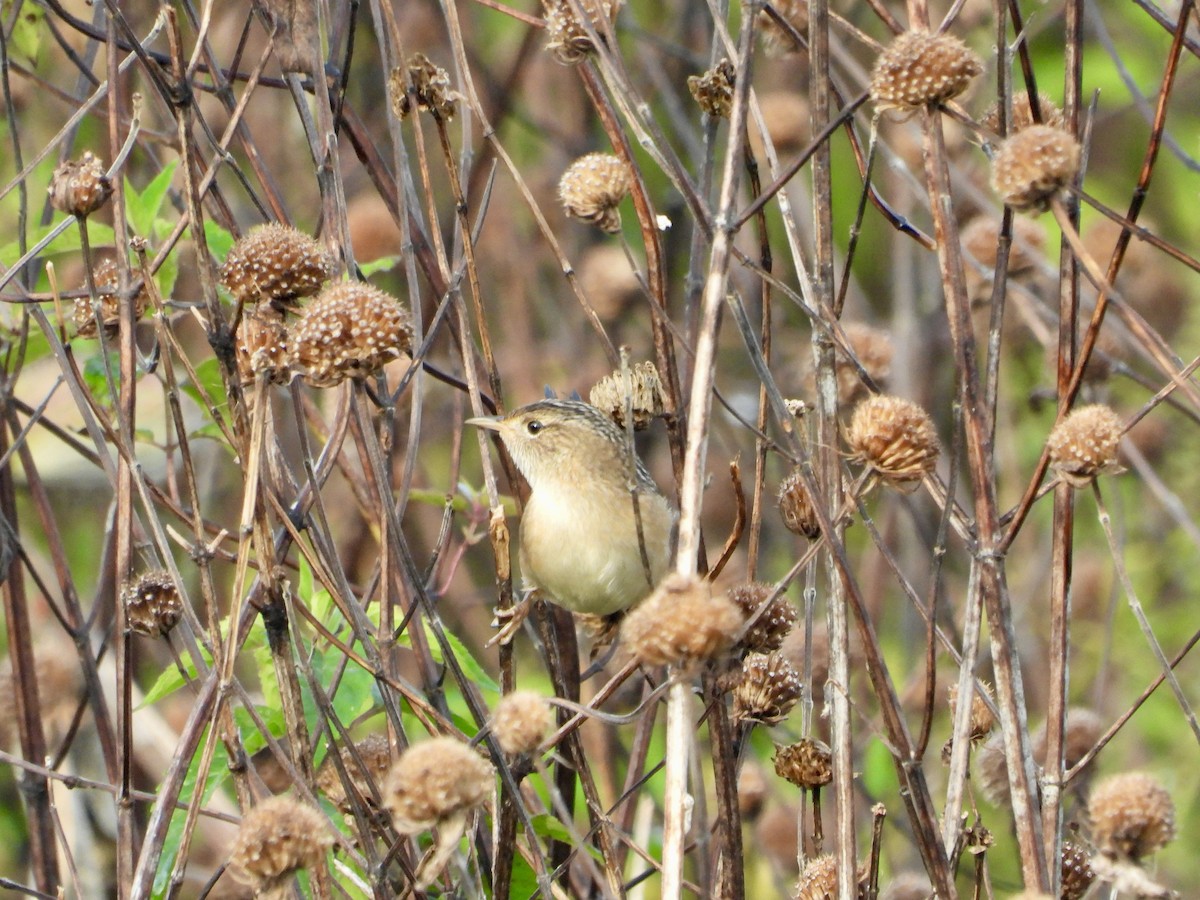 Sedge Wren - Kurt Emmert  🦆