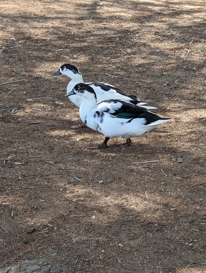 Muscovy Duck (Domestic type) - ML642243376