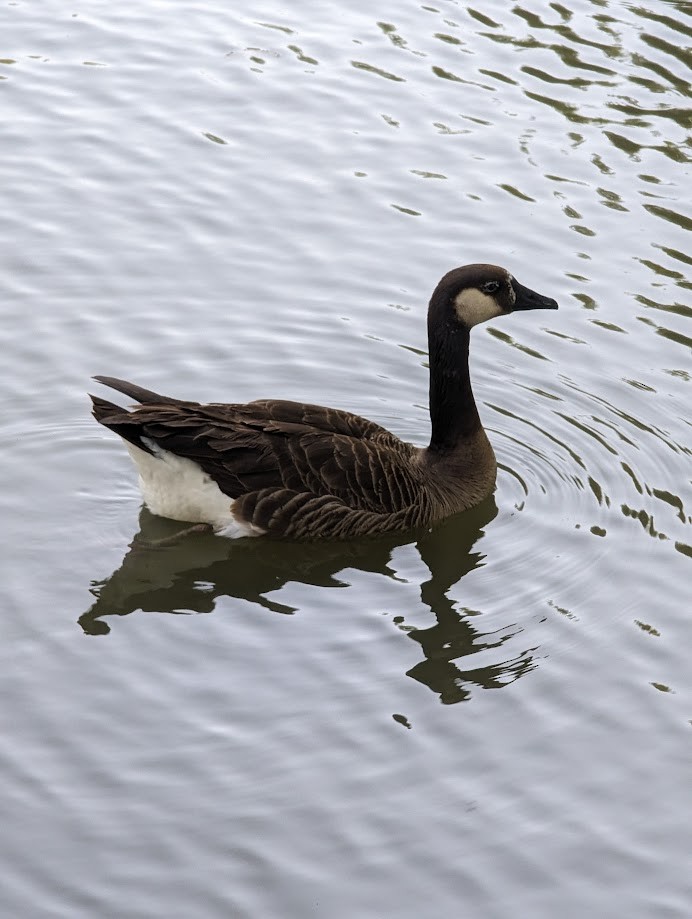 Канад галуу - ML642243402