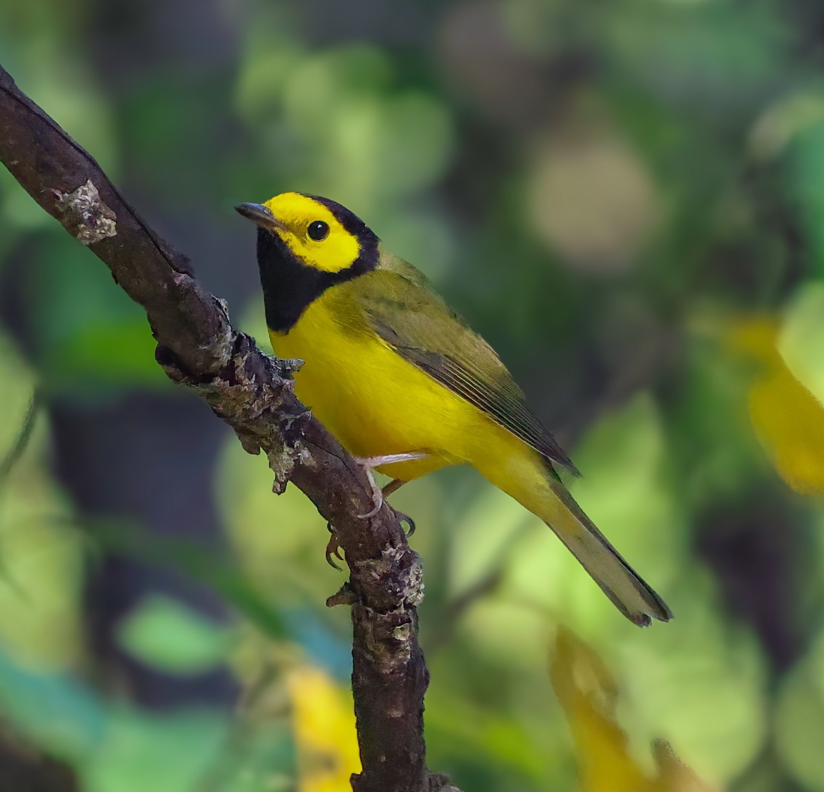Hooded Warbler - ML642243404