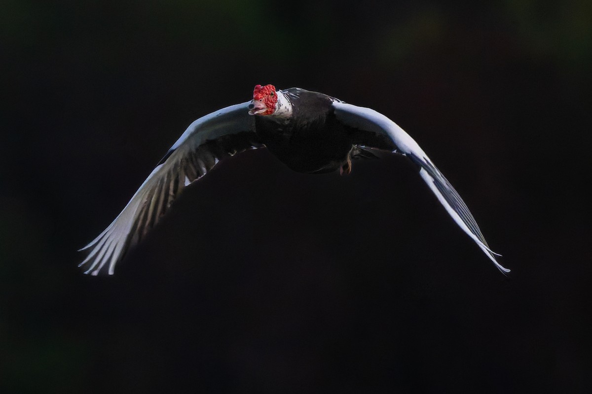 Muscovy Duck (Domestic type) - ML642243415