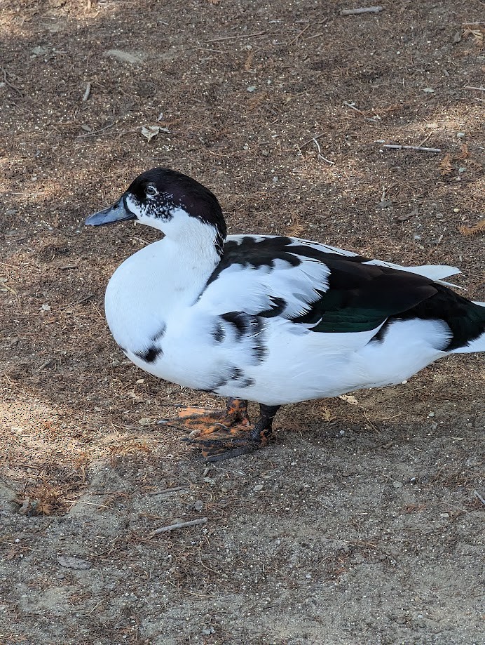Muscovy Duck (Domestic type) - ML642243417