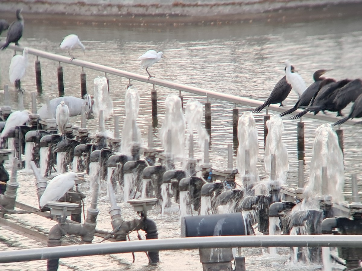 Western Cattle-Egret - ML642243431