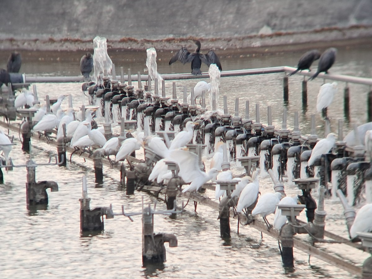 Western Cattle-Egret - ML642243432