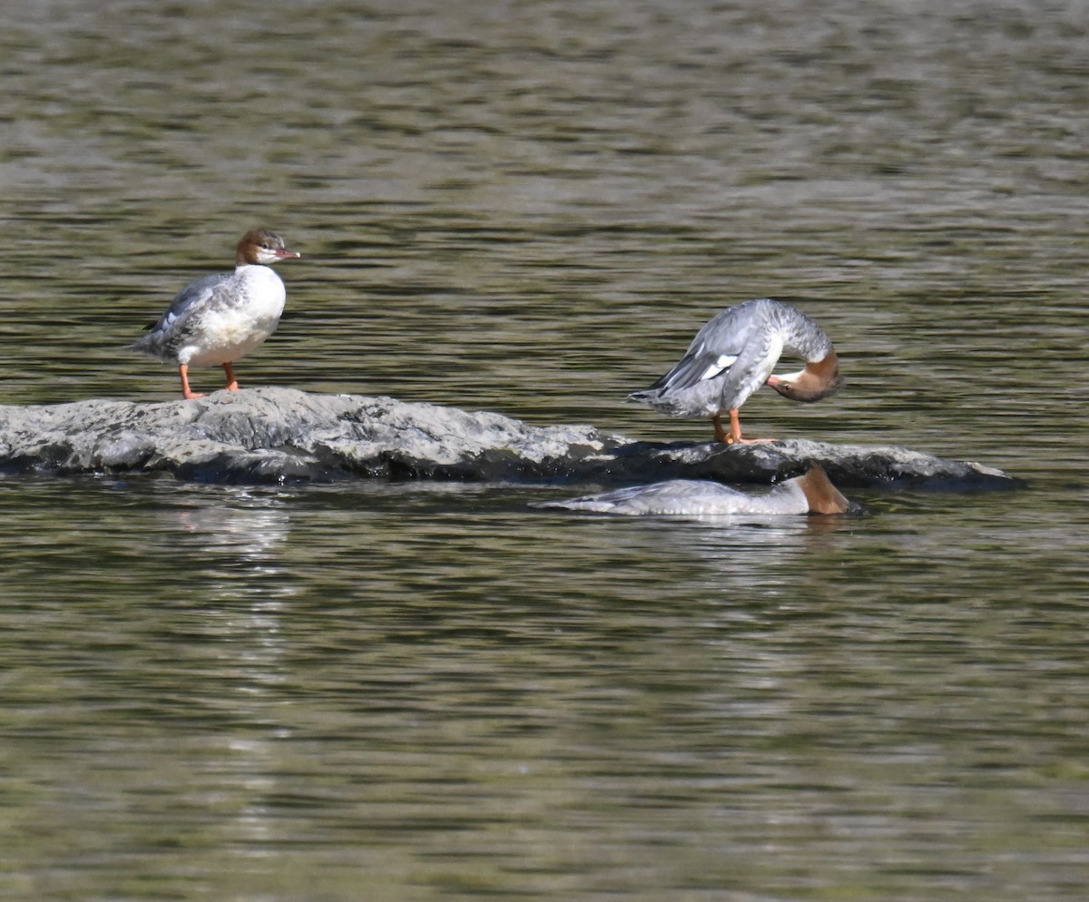 Gänsesäger - ML642243445