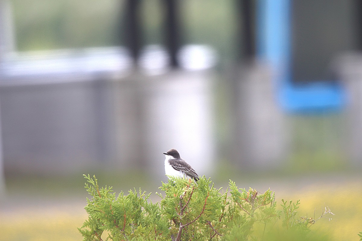 Eastern Kingbird - ML642243455