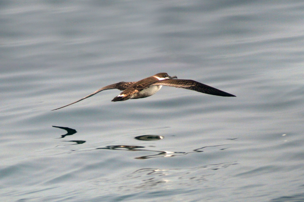 Great Shearwater - ML642243469
