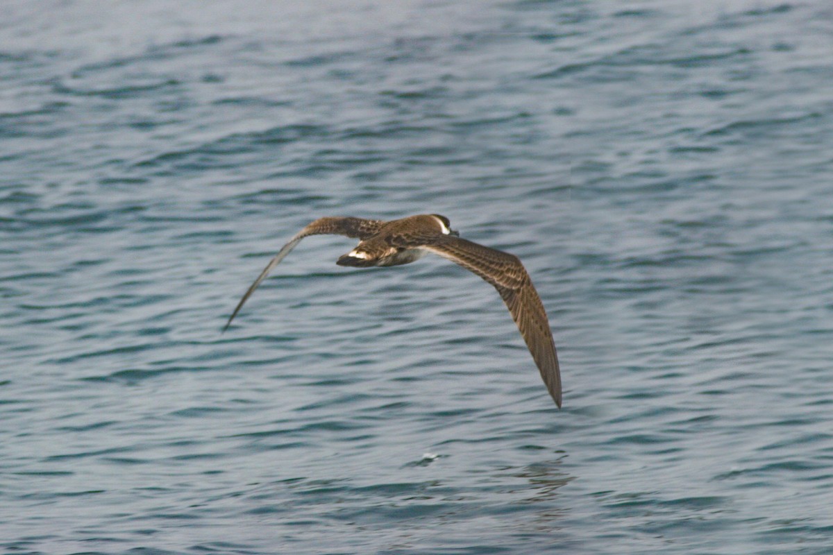 Great Shearwater - ML642243478