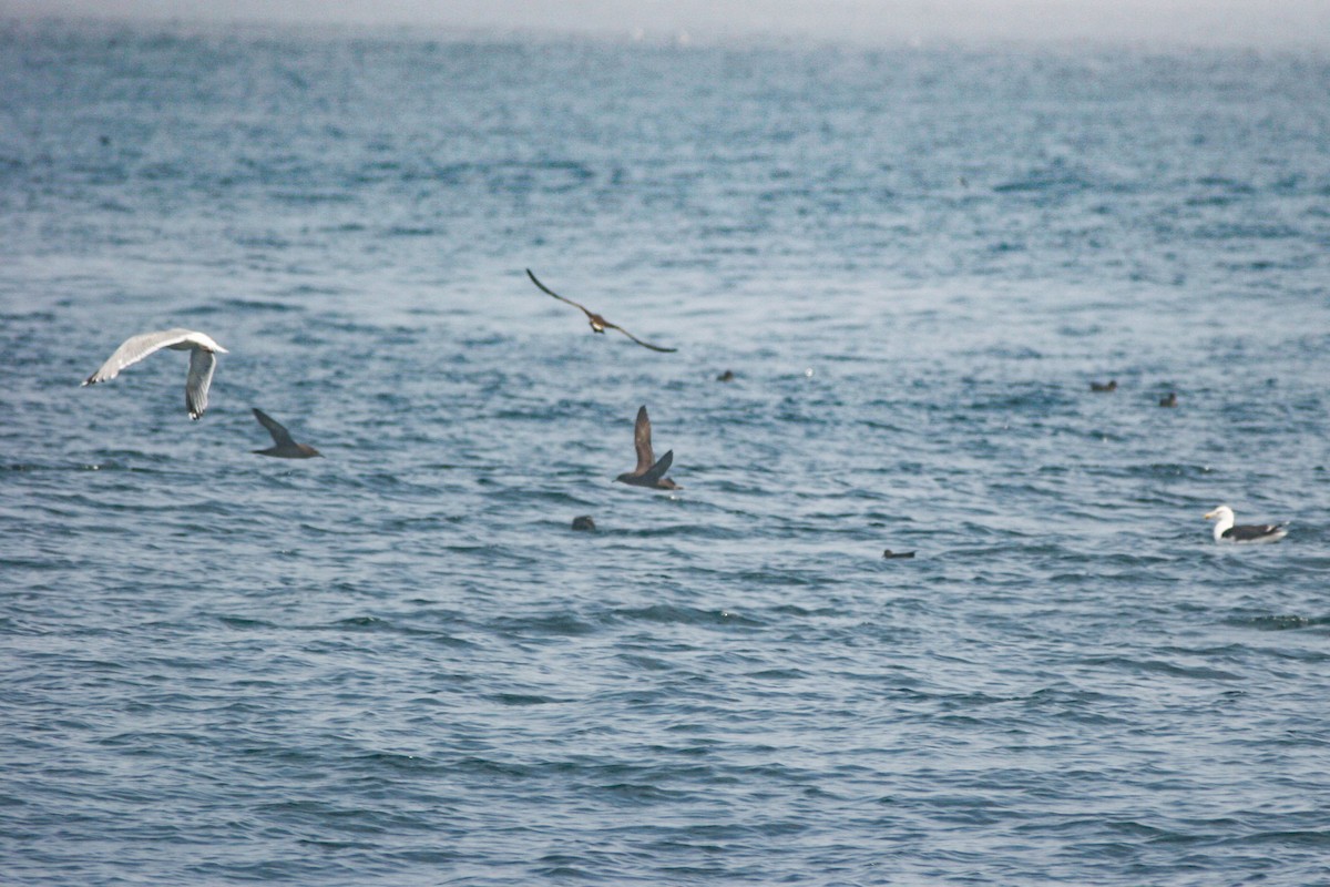 Sooty Shearwater - ML642243485