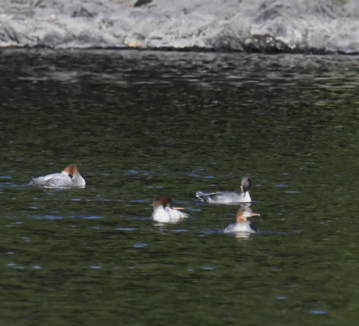 Ente, unbestimmt - ML642243486