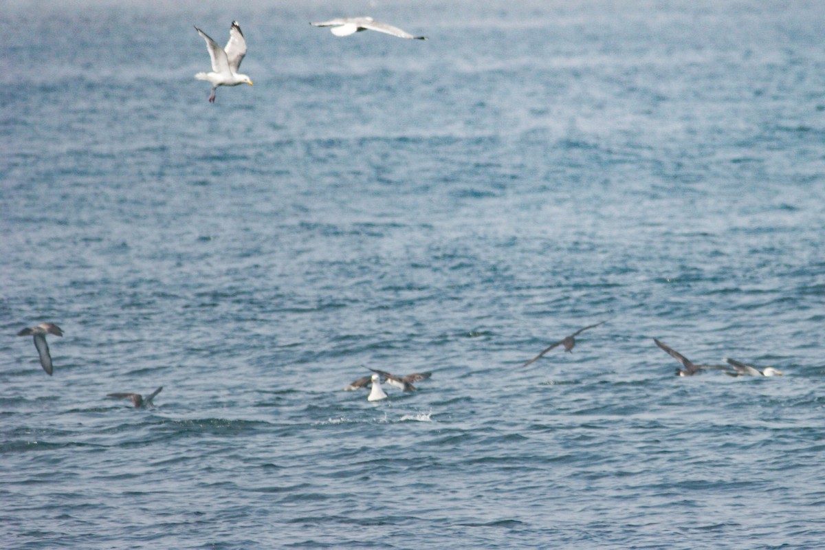 Manx Shearwater - ML642243490