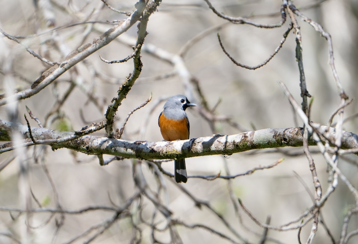 Black-faced Monarch - ML642243506