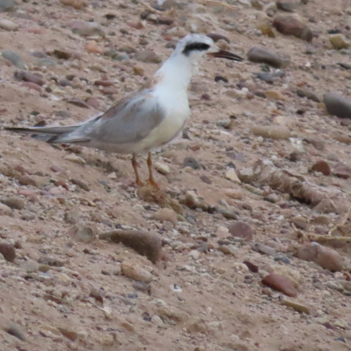 Forster's Tern - ML642243510