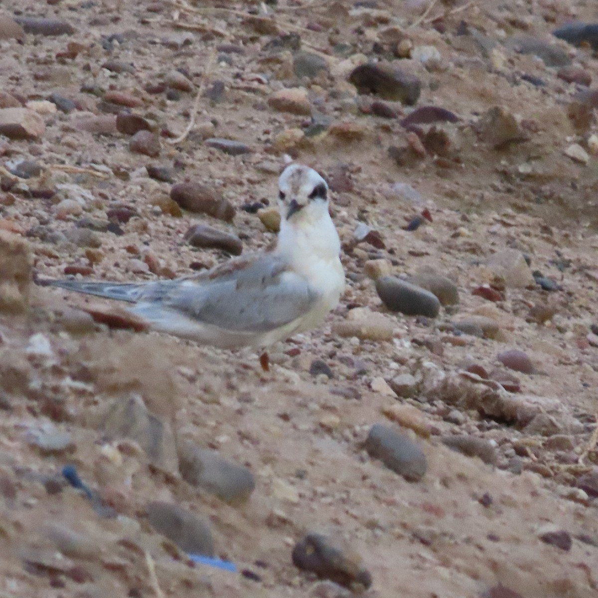Forster's Tern - ML642243512