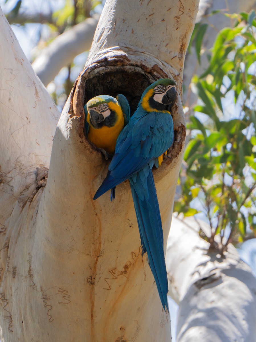 Blue-and-yellow Macaw - ML642243526
