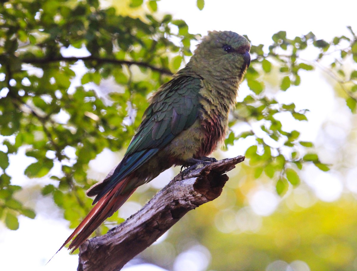 Austral Parakeet - ML642243531