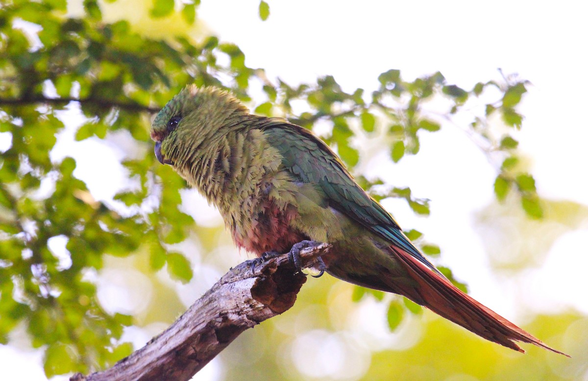 Austral Parakeet - ML642243544