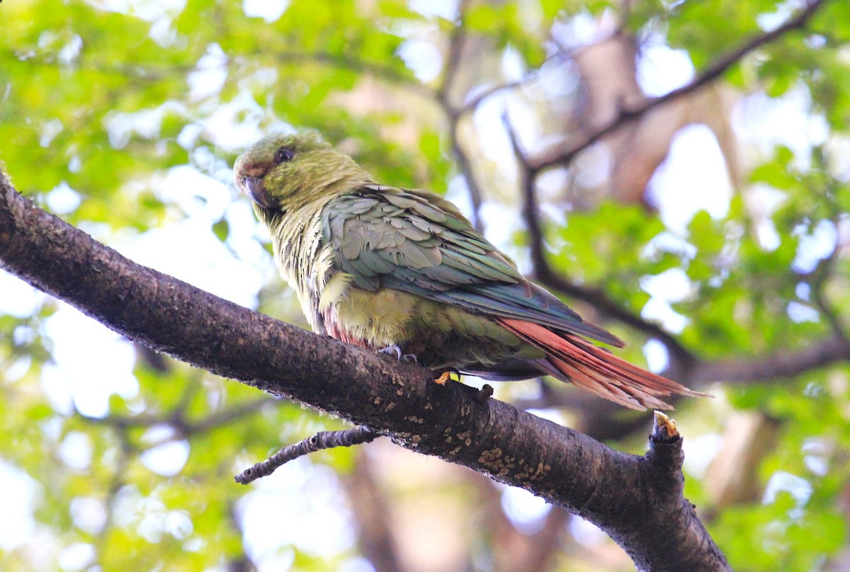 Austral Parakeet - ML642243556