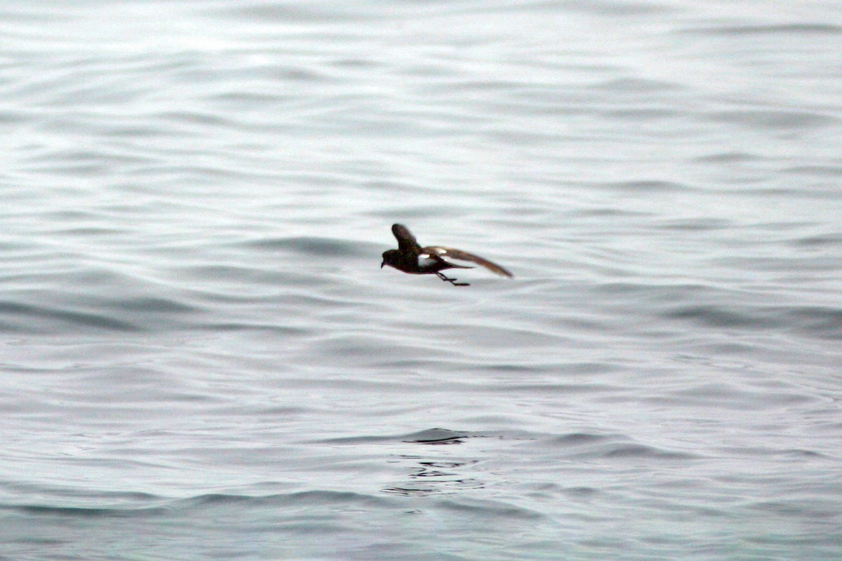 Wilson's Storm-Petrel - ML642243562