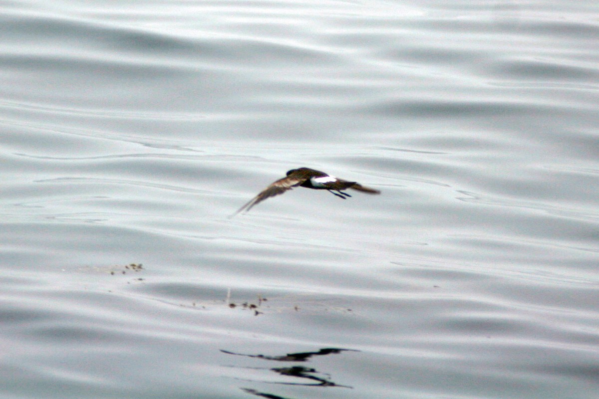 Wilson's Storm-Petrel - ML642243566