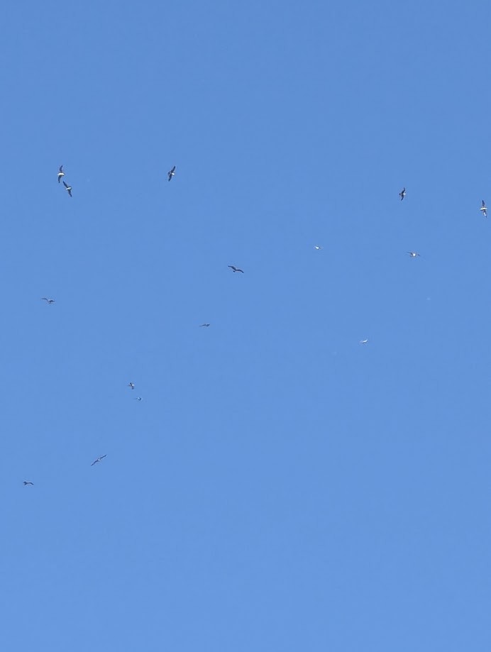 цахлай - ML642243570