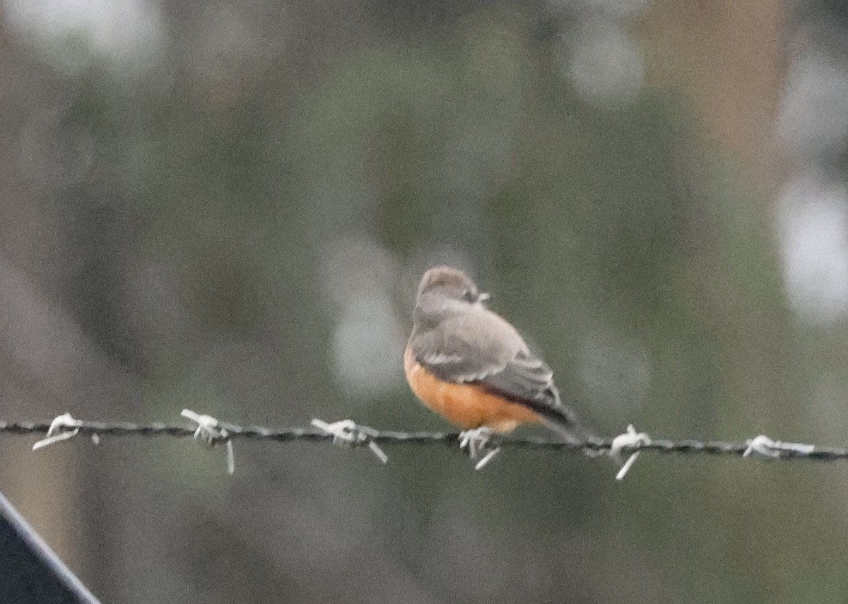 Vermilion Flycatcher - ML642243581