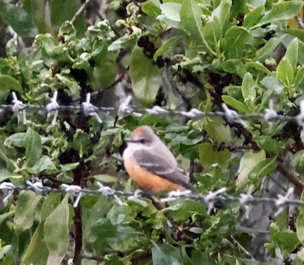 Vermilion Flycatcher - ML642243582