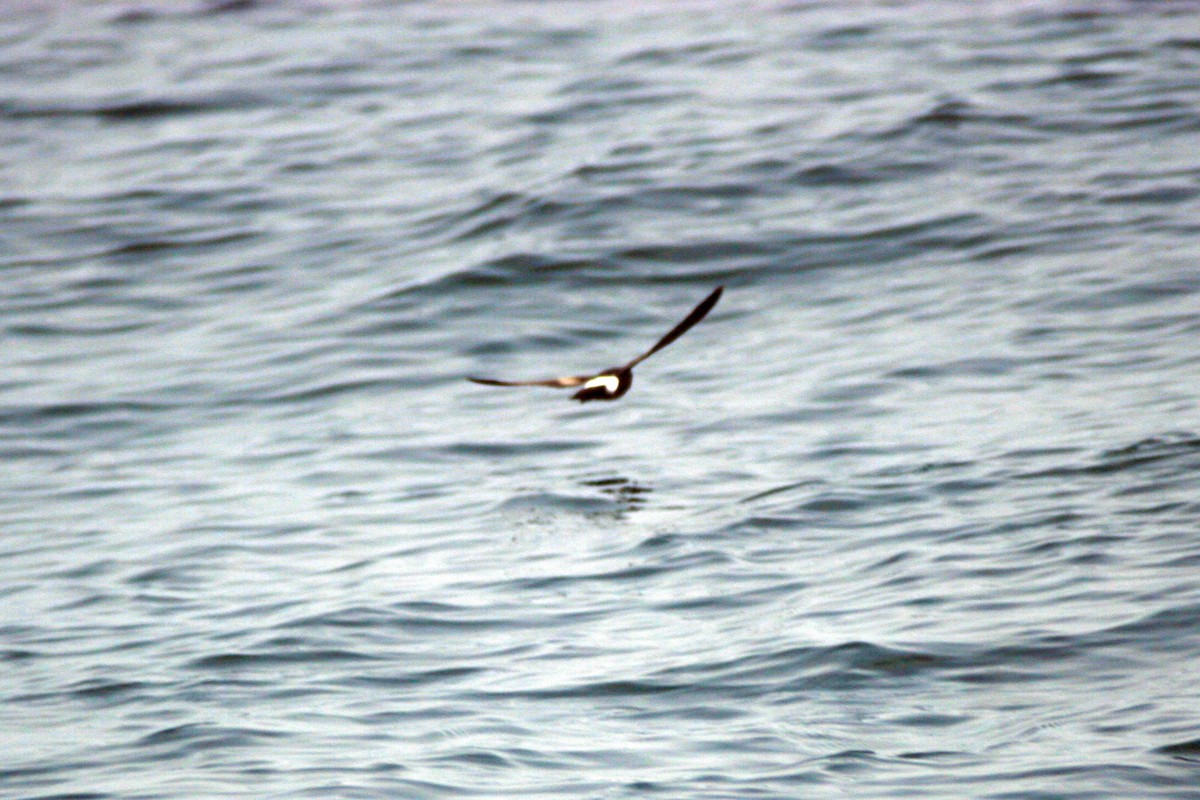 Wilson's Storm-Petrel - ML642243587