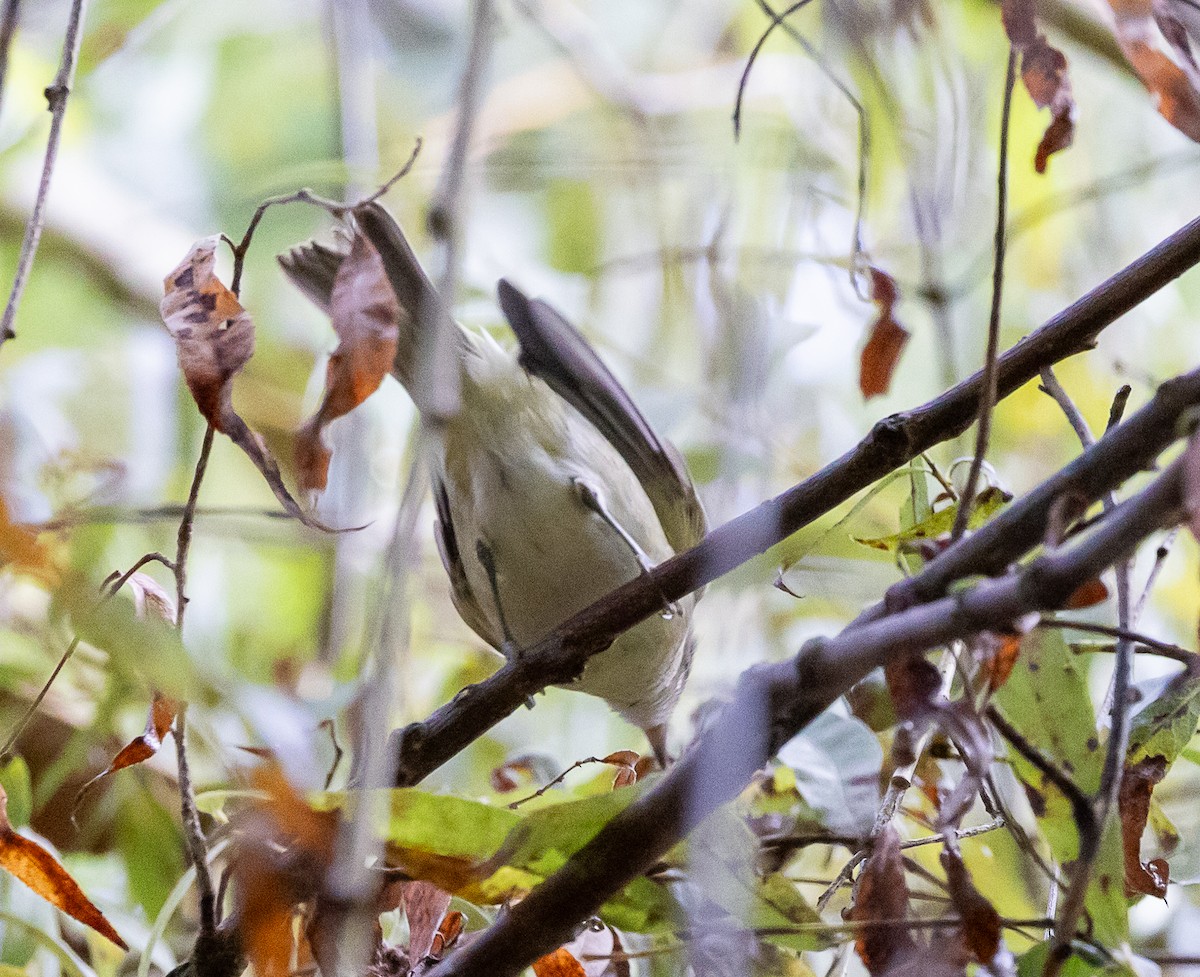 Warbling Vireo - ML642243635