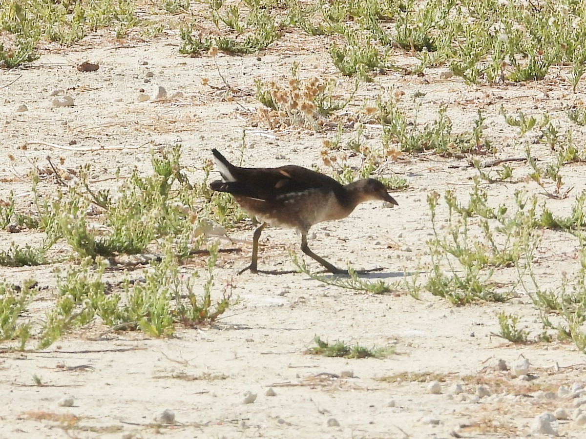 Gallinule poule-d'eau - ML642243645