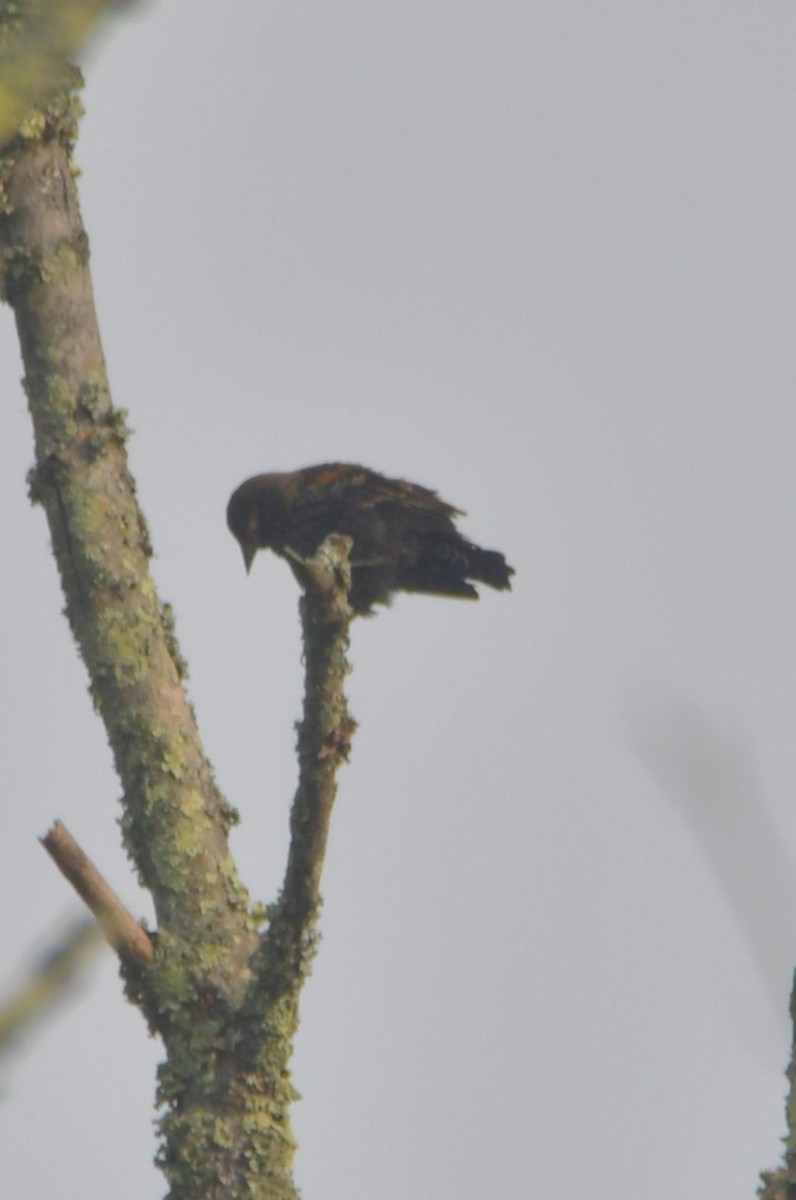 Red-winged Blackbird (Red-winged) - ML642243664