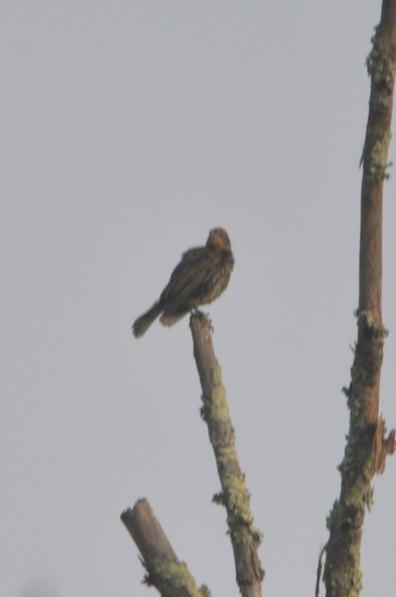 Red-winged Blackbird (Red-winged) - ML642243665