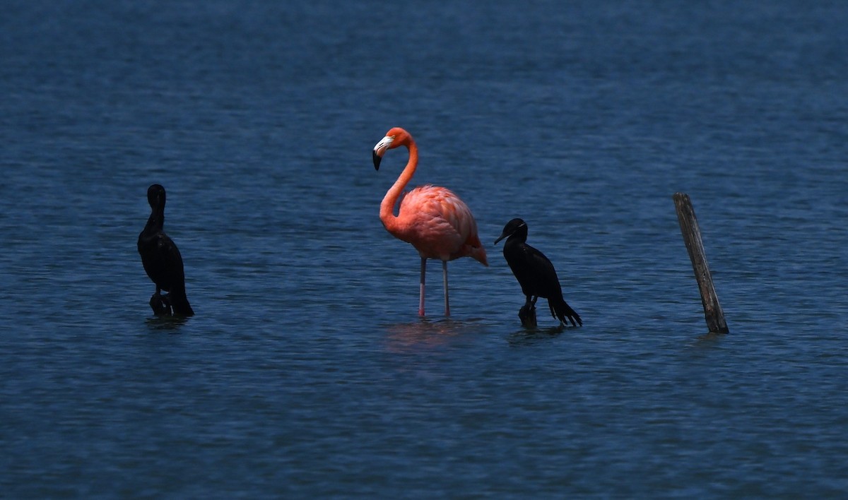 American Flamingo - ML642243676